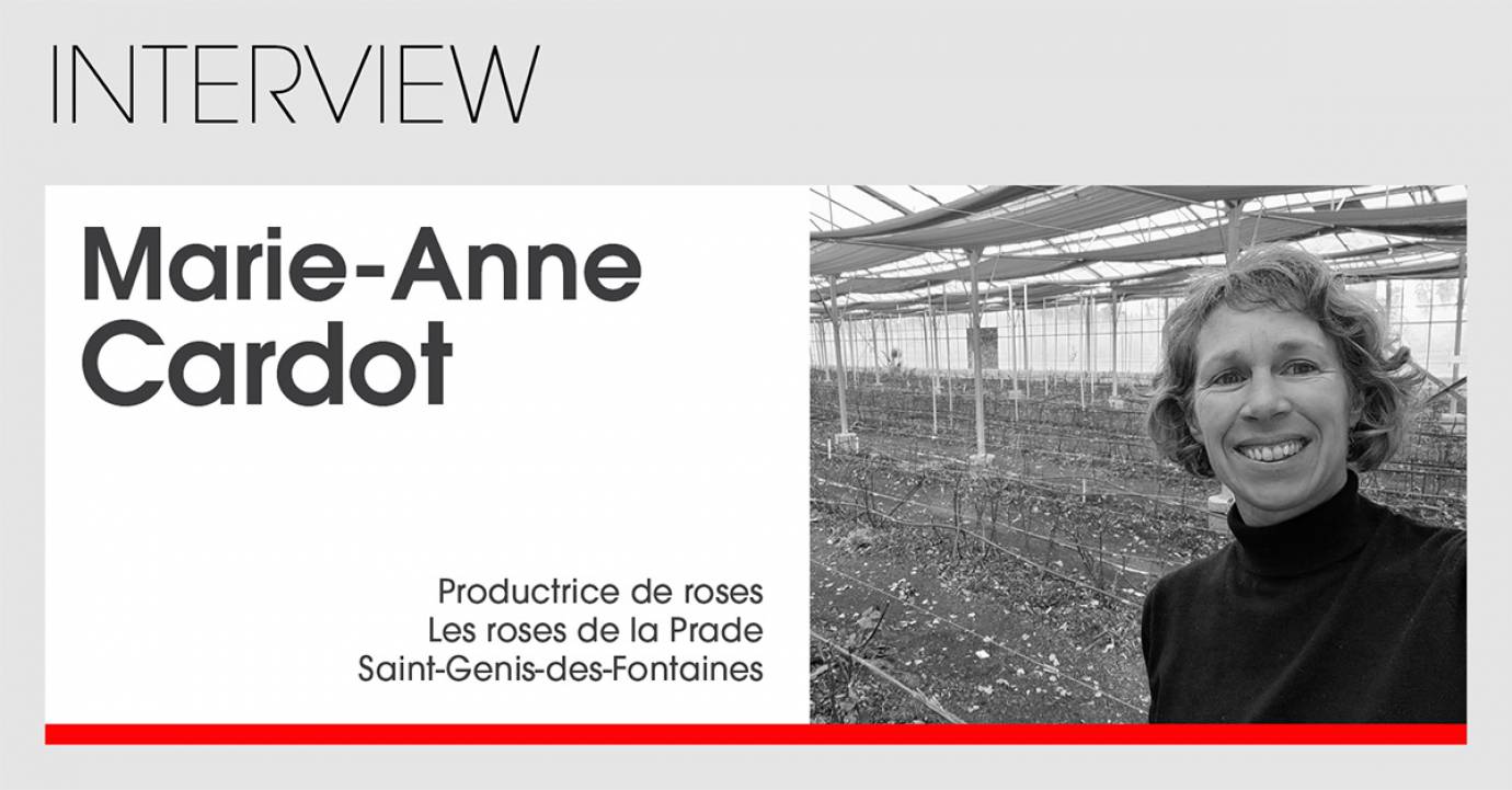 Le non de la rose : Flagrant délit d’incohérence à la Saint-Valentin ? Marie-Anne Cardot, Les Roses de la Prade  