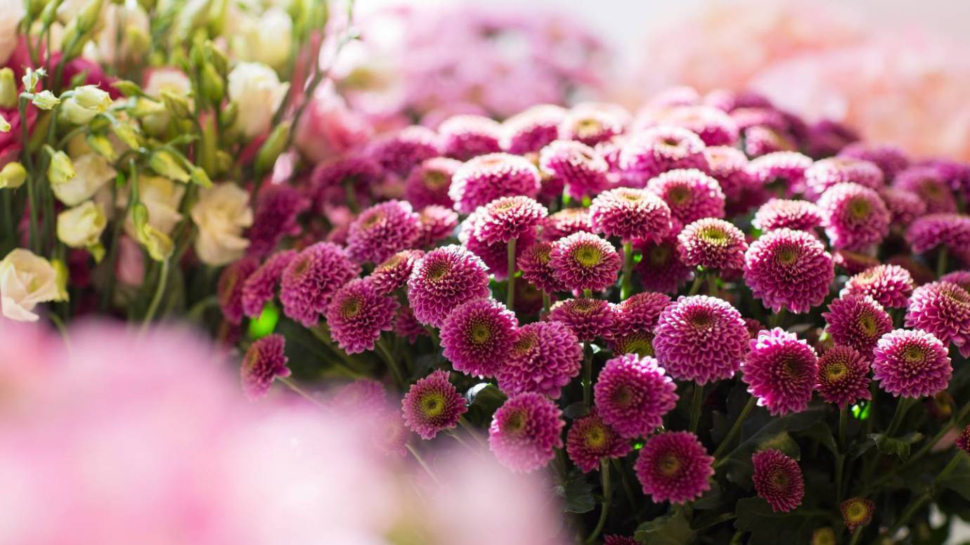 Chrysanthèmes et pomponettes de la Toussaint