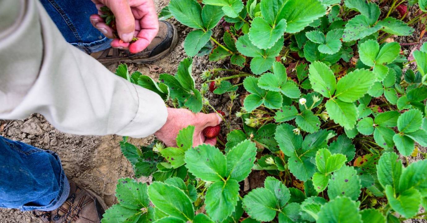 Action Logement élargit la garantie Visale aux saisonniers
